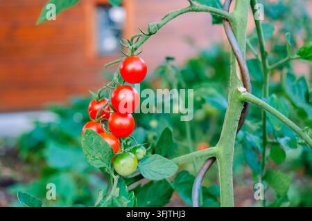 Les tomates cerises poussent sur la vigne dans un cadre de jardin, affichant des fruits rouges mûrs aux côtés de fruits verts immatures, avec un fond en bois. Banque D'Images