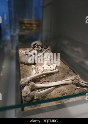 NUREMBERG, ALLEMAGNE 8 NOVEMBRE 2023 Des restes squelettiques humains sont exposés dans une vitrine de musée, présentant l'histoire ancienne et l'archéologie. Nuremberg, Germ Banque D'Images