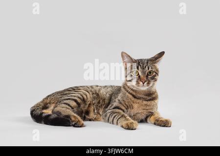 Soins aux animaux et compagnie animale, chat tigré allongé sur un fond neutre pour la publicité vétérinaire ou de style de vie domestique Banque D'Images