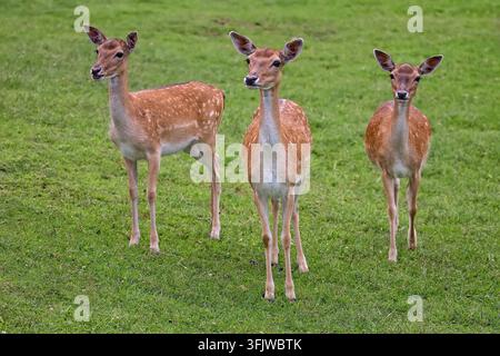 Cerfs dans une clairière sur de l'herbe verte Banque D'Images