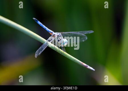Libellule bleue (Pachydiplax longipennis) est une libelle de la famille des libellules agues – Green Cay Wetlands, Boynton Beach, Floride, États-Unis Banque D'Images