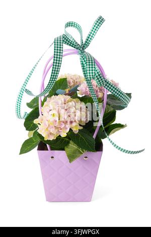 Plante d’hortensia rose dans un sac cadeau violet avec un ruban à carreaux verts isolé sur fond blanc Banque D'Images