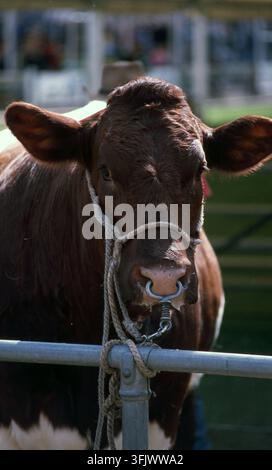 PORTRAIT D'UN TAUR AU POIL BRUN AVEC UN ANNEAU DE METAL AU NEZ ATTACHÉ À UNE CLÔTURE, NOUVELLE-GALLES DU SUD RURALE, AUSTRALIE. Banque D'Images