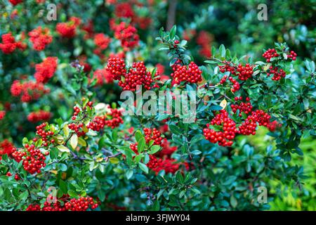 Baies de troène rouge sur un arbuste à feuillage de jardin. Des grappes de baies de troène rouge vif poussent parmi des feuilles et des branches vertes denses dans un jardin coloré Banque D'Images