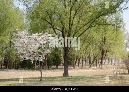Paysage naturel frais et apaisant en plein air avec des fleurs de cerisier et des saules pleureurs dans un parc au printemps Banque D'Images