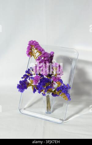 Fleurs séchées de statice violettes et bleues exposées dans un vase moderne en cadre acrylique transparent sur fond blanc Banque D'Images