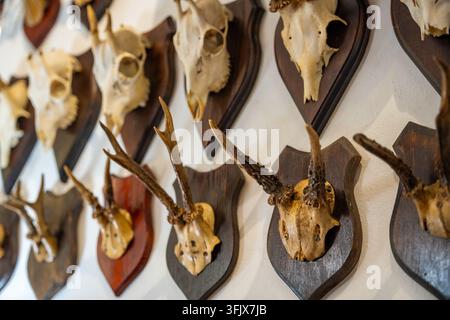 Collection de trophées de têtes de cerf et de chevreuil montés exposés sur un mur d'un château européen. Traditions de chasse historiques et héritage aristocratique Banque D'Images