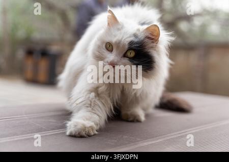 Chat lion à poils longs et duveteux étirant sa patte sur une terrasse de ferme Banque D'Images