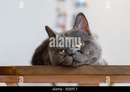 Chat British Shorthair gris avec une fourrure bleue posé sur une table en bois, regardant de côté Banque D'Images