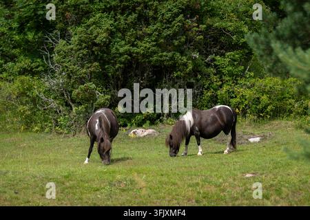Deux poneys pintos broutant paisiblement dans un pré vert, leurs manteaux sombres marqués de taches blanches distinctives et de longues crinières fluides. Banque D'Images