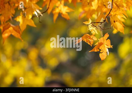 Close-up de feuilles d'érable dorées sur des branches dans des tons automnaux chauds, paysage automnal naturel apaisant Banque D'Images