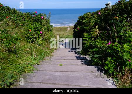 Chemin à travers les dunes. Promenade vers la plage de la mer du Nord. Sentier en bois. Ambiance atmosphérique sur la côte atlantique Banque D'Images