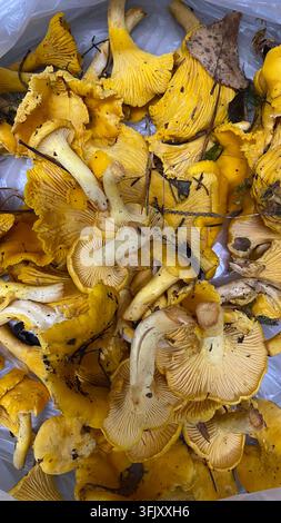 Champignons de creux sauvages frais collectés dans la forêt Banque D'Images