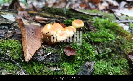 Champignons sauvages poussant sur de la mousse verte dans une forêt d'automne Banque D'Images