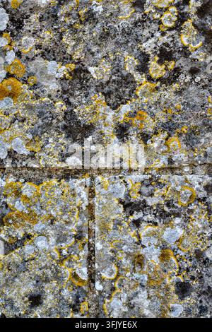 Croissance de lichens sur les vieux murs de pierre de la Chapelle Saint-Jean de Plaincourault du XIe siècle, Mérigny, Indre (36), France. Banque D'Images
