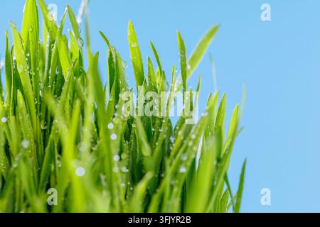 Herbe de blé recouverte de rosée avec espace de copie bleu Banque D'Images