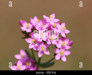 Centaurium erythraea (centaurie commune) poussant dans un pré Banque D'Images