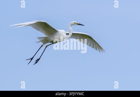 Grande aigrette, Ardea alba. Un oiseau vole contre un ciel bleu Banque D'Images