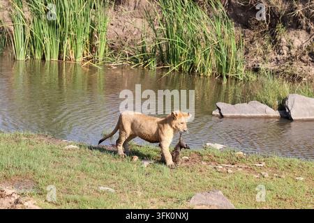 Jeune lion marchant le long du bord d'un étang, portant fièrement un oiseau mort dans sa bouche, mettant en valeur les dures réalités de la survie dans la nature Banque D'Images