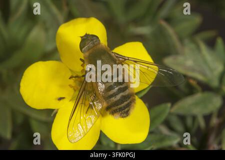 Une mouche hottentote (Villa hottentotta) au corps vert et jaune est posée sur une fleur jaune d’un fingerbush, Bade-Wurtemberg, Allemagne Banque D'Images