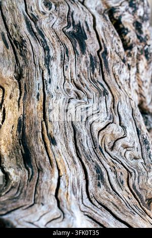 Macro d'une écorce d'arbre profondément rainurée avec des lignes verticales fortes et des crêtes naturelles Banque D'Images