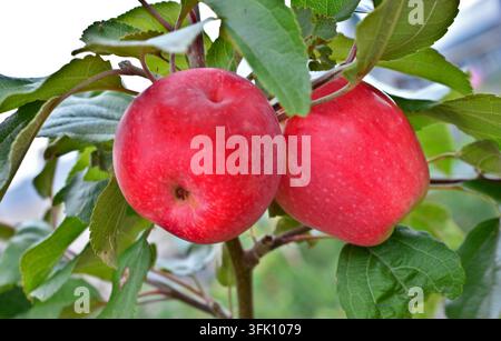 Deux pommes rouges mûres suspendues à une branche d'arbre avec des feuilles vertes, gros plan Banque D'Images