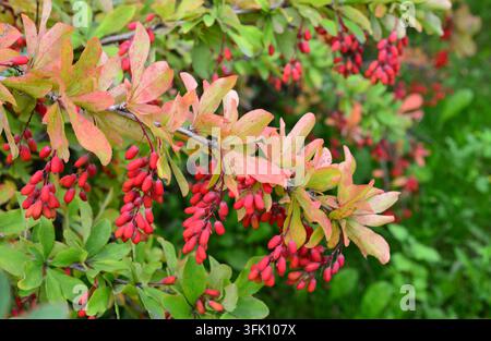 Buisson de baies vibrantes avec des baies rouges et des feuilles vertes sous la lumière naturelle du soleil Banque D'Images