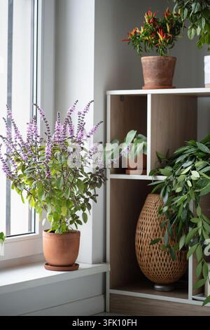 Le basilic thaïlandais en fleurs pousse sur le rebord de la fenêtre à côté de plantes d'intérieur luxuriantes dans le jardin de l'appartement. Banque D'Images
