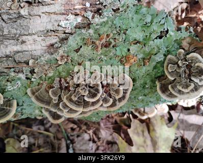 Gros plan de cercles concentriques de champignons de queue de dinde (Trametes versicolor) poussant à côté de lichens en bouclier d'un vert vif sur l'écorce Banque D'Images