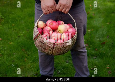 Homme tenant un panier en osier rempli de pommes rouges devant lui sur l'herbe Banque D'Images