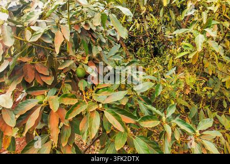 Avocats verts frais et fleurs poussant sur les branches d’arbres dans le comté de Murang’a, Kenya Banque D'Images