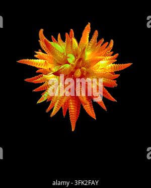 SEATTLE - 25 AVR 2025 - sculpture en verre orange vif de Dale Chihuly suspendue au plafond Banque D'Images