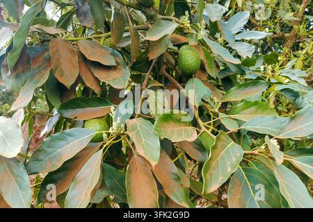 Avocats verts frais et fleurs poussant sur les branches d’arbres dans le comté de Murang’a, Kenya Banque D'Images
