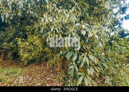 Avocats verts frais et fleurs poussant sur les branches d’arbres dans le comté de Murang’a, Kenya Banque D'Images