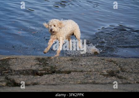 Un gribouillis ludique bondit de la Tamise sur le quai de Putney à Wandsworth, Londres, se rafraîchissant avec un éclaboussement amusant. Banque D'Images