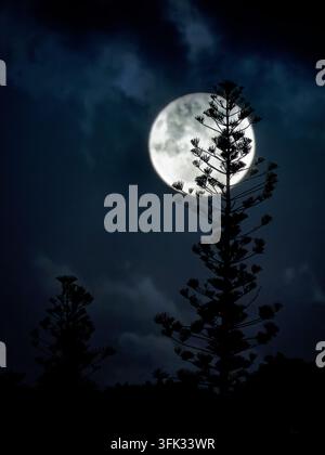 Lune pleine brillant derrière deux silhouettes de pins Araucaria columnaris, Nouméa, Nouvelle-Calédonie, ciel nocturne avec des nuages dérivants, pins Cook emblématiques, dra Banque D'Images