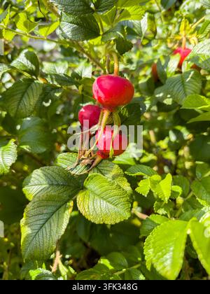 Roses rouges sur un buisson vert de Rosa rugosa Banque D'Images
