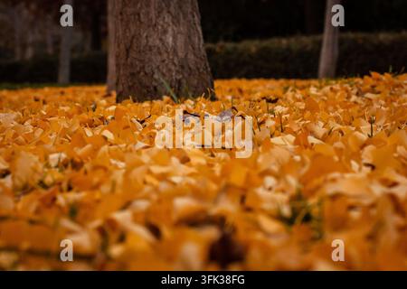gros plan de feuilles de ginkgo dorées couvrant le sol en automne, formant une texture naturelle riche avec un feuillage en forme d'éventail, des tons ocre chauds et un s dense Banque D'Images