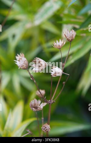 Les fleurs d'Astrantia séchées affichent une beauté squelettique au Potters Fields Park, à Londres, près du Tower Bridge, signalant un changement saisonnier silencieux. Banque D'Images