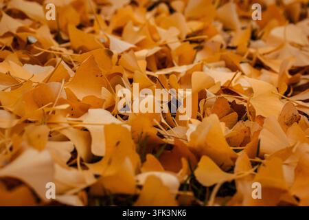 gros plan de feuilles de ginkgo dorées couvrant le sol en automne, formant une texture naturelle riche avec un feuillage en forme d'éventail, des tons ocre chauds et un s dense Banque D'Images