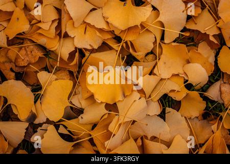 gros plan de feuilles de ginkgo dorées couvrant le sol en automne, formant une texture naturelle riche avec un feuillage en forme d'éventail, des tons ocre chauds et un s dense Banque D'Images