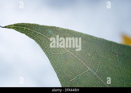 Macro d'une feuille de tournesol éclairée en contre-jour par le soleil, mettant en valeur sa structure veineuse Banque D'Images