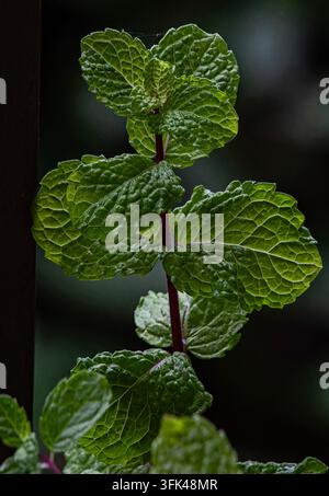 Une plante de menthe saine (Mentha espèces) présentant des feuilles vert vif, ondulées avec des bords dentelés et un rouge-violet distinct Banque D'Images