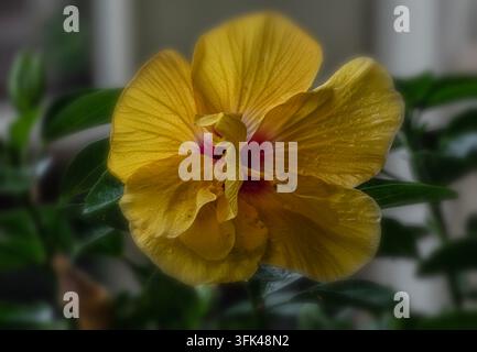 Une fleur d'hibiscus jaune vif avec des centres rouge foncé ou marron à la base de ses pétales superposés Banque D'Images