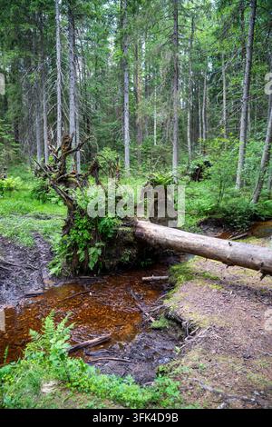 Un épicéa renversé par le vent gît déraciné sur un ruisseau forestier après des vents violents. Banque D'Images