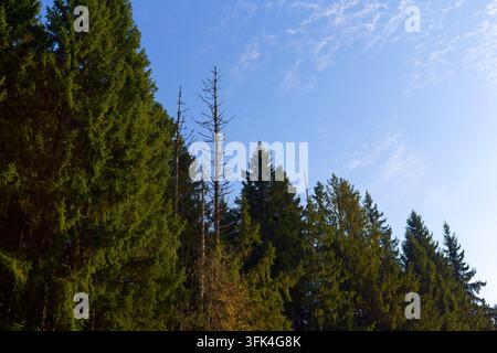 Des conifères luxuriants se dressent haut contre un ciel bleu clair, avec une épicéa morte et dépouillée se détachant de façon frappante sur la canopée dense de la forêt sauvage Banque D'Images