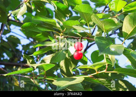 Deux cerises rouge vif suspendues à une branche feuillue illuminées par la lumière directe du soleil. Banque D'Images
