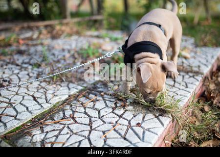 Vue large d'un chiot pit-bull fawn portant un harnais noir attaché à une longue laisse en chaîne, le nez dans l'herbe sur un chemin de pierre mosaïque en automne Banque D'Images