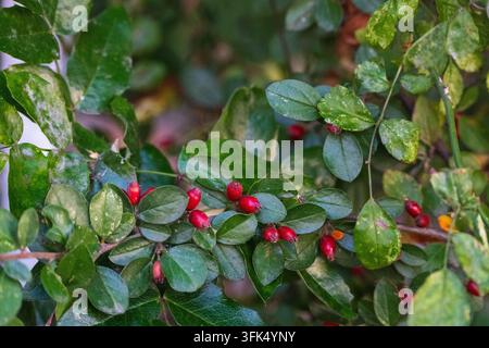 Une prise de vue en gros plan montre des baies de cotoneaster rouge vif nichées parmi des feuilles vertes denses et ovales sur une branche fleurie d'un jardin Banque D'Images
