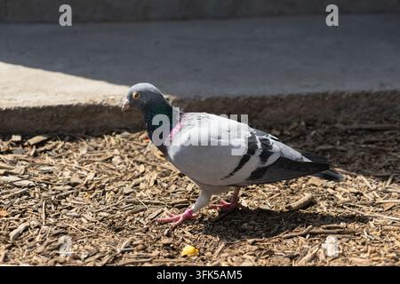 gros plan d'un pigeon gris marchant sur le sol Banque D'Images